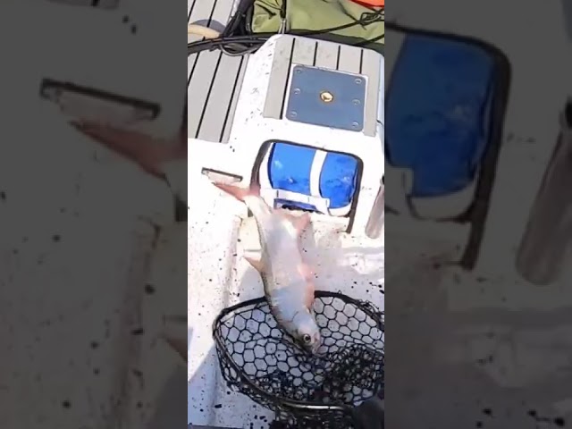 Tarpon JUMPS Into My Boat While Fishing (Caught on film)!!