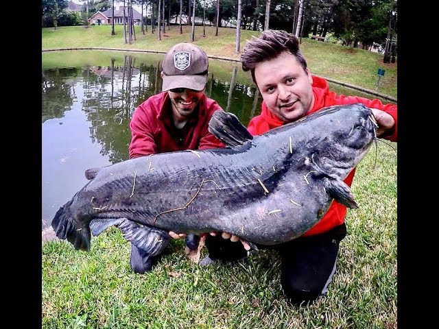 50lb+ BLUE CATFISH caught out of a POND!