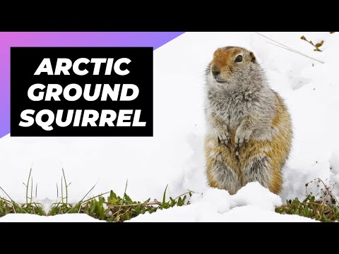 Arctic Ground Squirrel 🐶 A Rare Animal Found In The Arctic #shorts