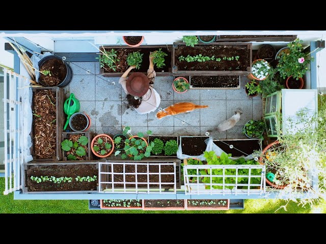 How My 8m² Balcony Vegetable Garden Transformed in 6 Weeks 👨‍🌾