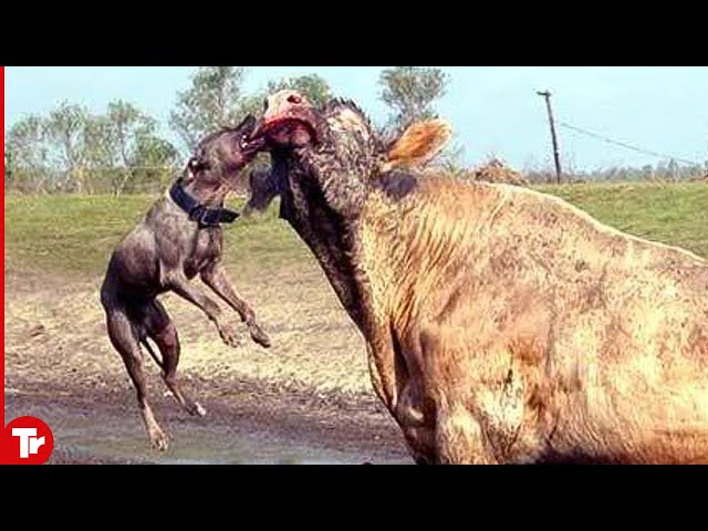 Pitbull Attacked Bull and Paid Full Price..It Died !