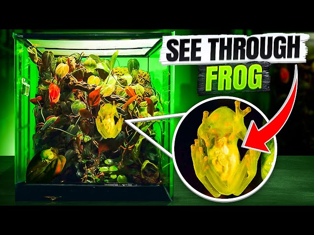 I Made A Home For A Rare & See Through Glass Frog