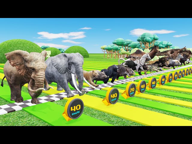 Animal Speed Challenge: Who's the Fastest?
