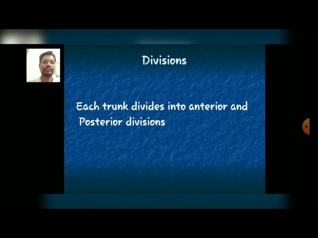 Axilla - Formation, Divisions & Axillary Sheath Part-2-By Dr. Robin Chopra (PT)/ Physiotherapy Dept.