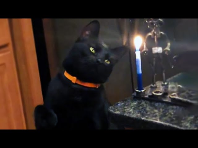 Curious Cat Smacks A Candle