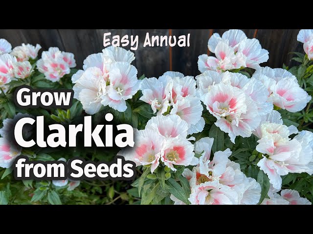 How to Grow Clarkia or Godetia from seed 🌸 | An Easy Annual Flower