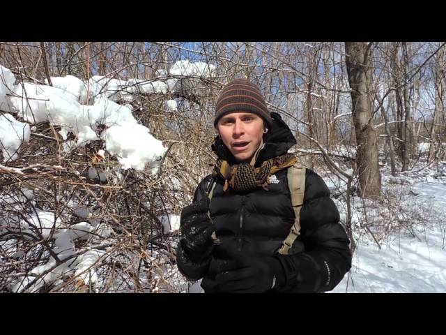 Winter Plant, Tree, & Mushroom Identification with Adam Haritan (Learn Your Land)