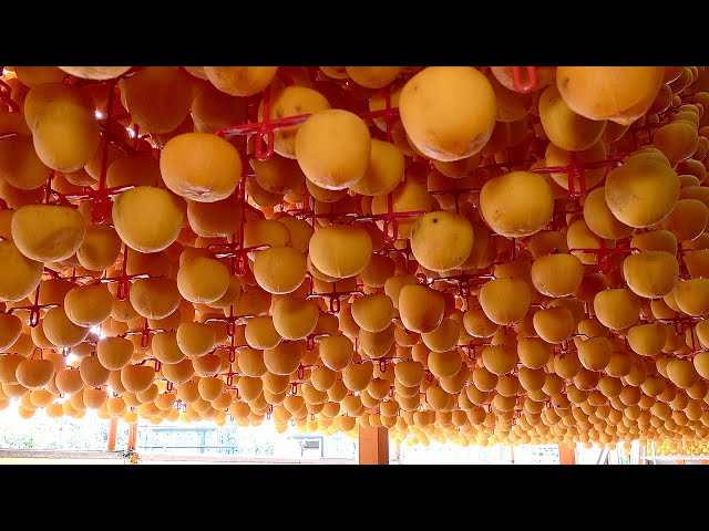 How to Mass Produce Traditional Dried Persimmons in Rural Korea. Gotgam Manufacturing Farm