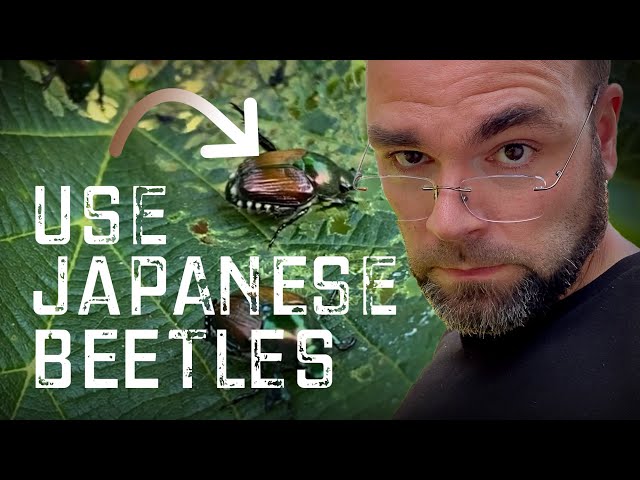 Best way to USE Japanese beetles