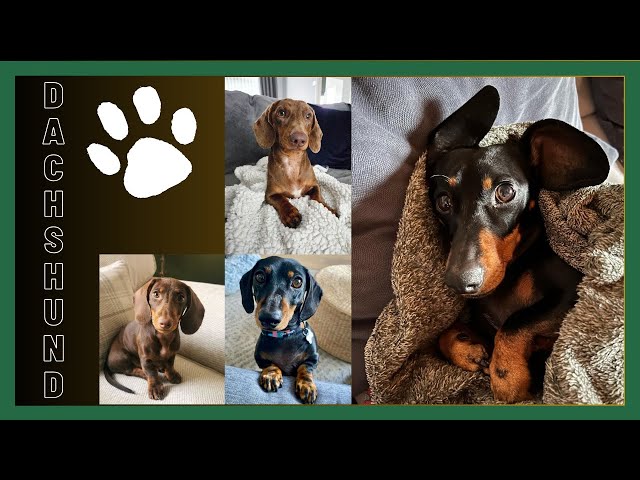 Best Funny Naughty playful and Cute Dachshund weiner Video Compilation, sausage puppies mini Dach