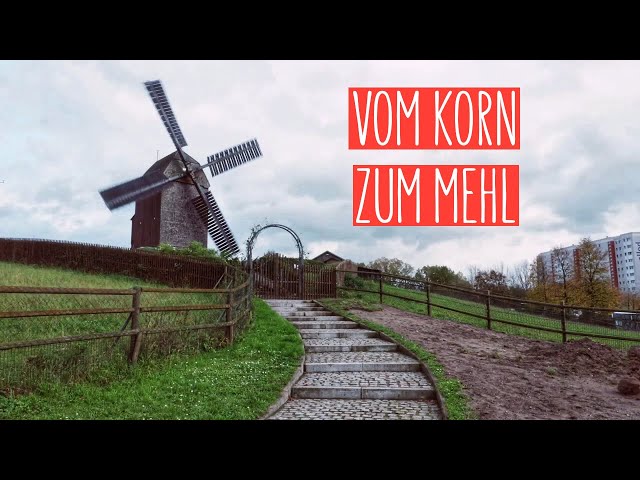 Vom Korn zum Mehl | Kaulsdorfer Mühle