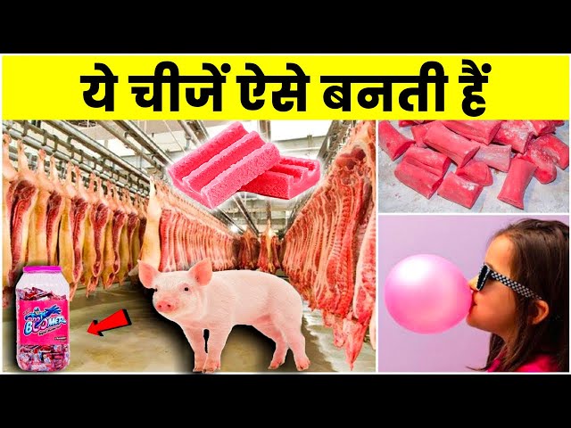 सूअर के मांस से बनता है Chewing Gum | Amazing Shocking Facts You Don't Know | Rewirs Facts