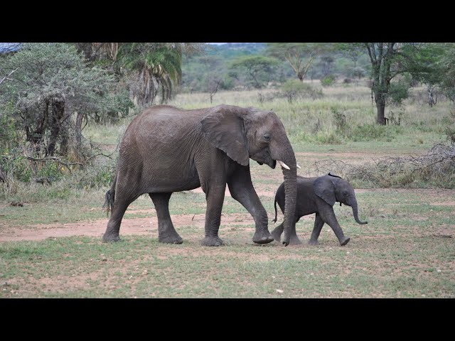 Adorable Baby Elephants 🐘 Relaxing Nature Video 🐘 Funny & Cute Baby Elephant Videos 🐘 Nature Sounds
