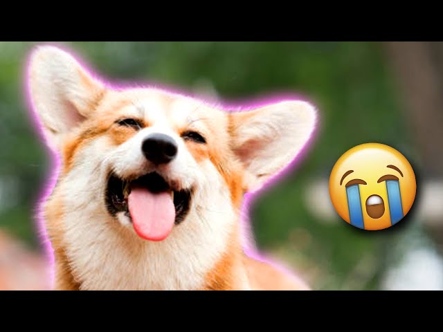 Funniest Animal Voiceover Compilation