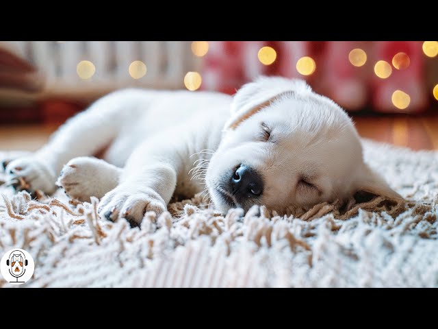 Music For Dogs ! 🐶 Calm Your Dog and Help them Have a Sound Sleep with this Music!