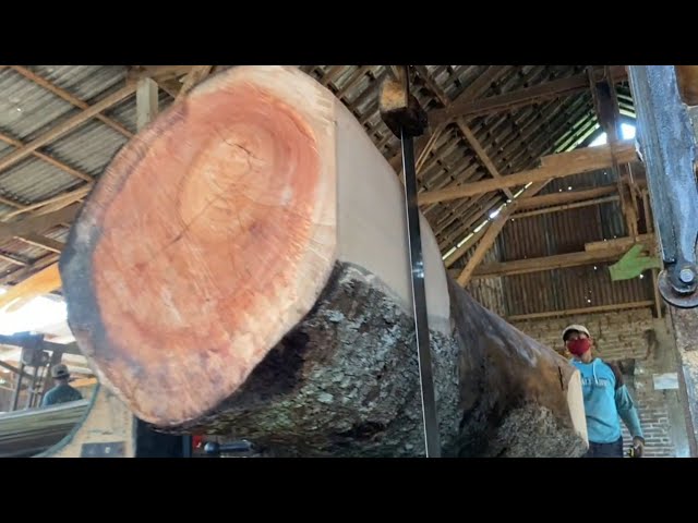 Dangerous cutting of wood continents the biggest monsters of the solar system!! Sawmills
