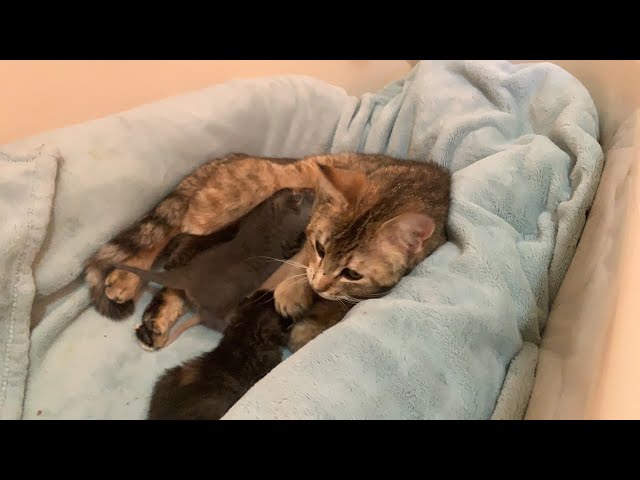 Newborn kittens sleeping! | The Dodo Tranquil Tuesdays LIVE