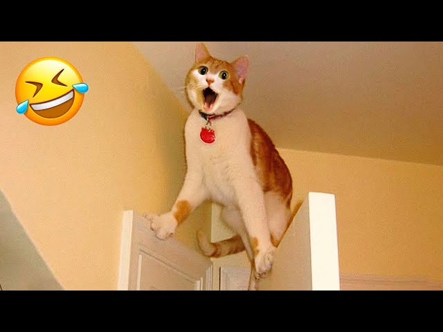 New Funny Animals 😍 Funniest Cats and Dogs Videos 😻🐶 Part 11