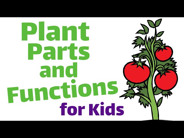 Plant Parts and Functions for Kids