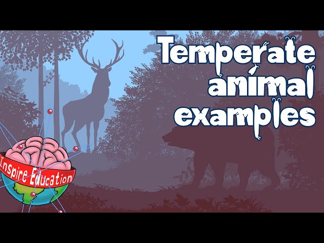Temperate Forest Animals