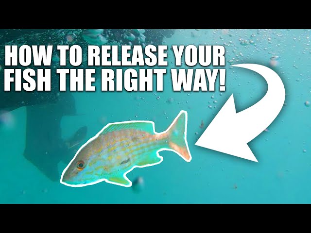 FISHING CATCH & RELEASE TIPS & TRICKS - How to release your catch!