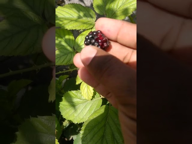 Black berry harvesting in Terrace garden #short  #video