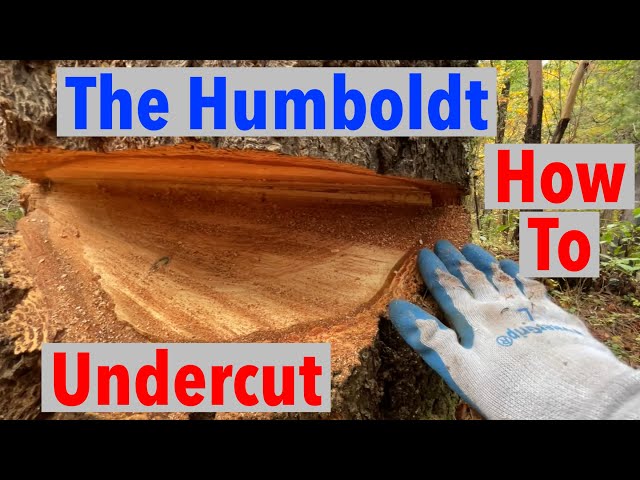 How to Make a Humboldt Undercut Felling Notch