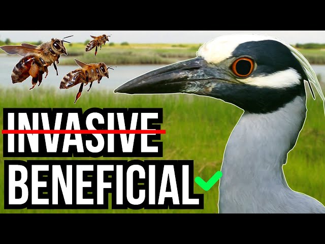 3 Introduced And Invasive Species That Benefit Non-Native Ecosystems
