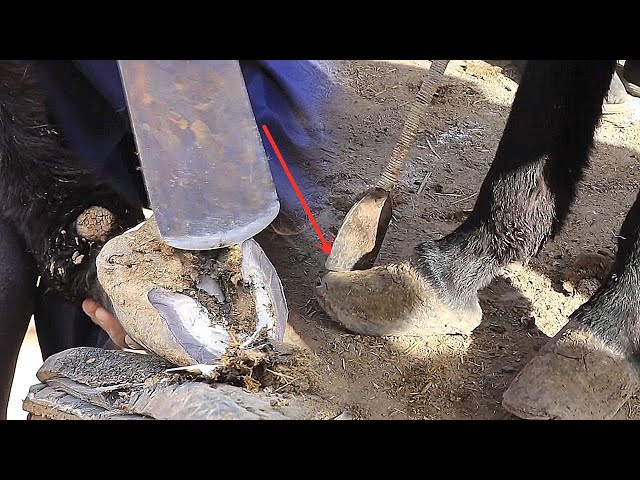 Rescue Donkey with Overgrown Hooves🐎Satisfying Donkey Hoof TRIMMING-RELAX &8