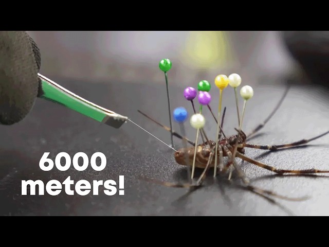 I milked 1000 spiders to make guitar strings!!