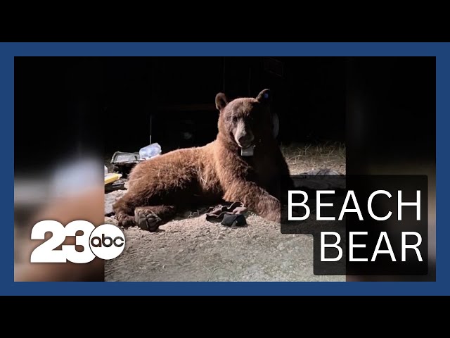 Rare sightings of a Malibu black bear