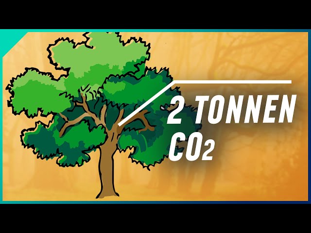 Können Bäume das Klima retten? 205 Gigatonnen Kohlenstoff können gespeichert werden l | Breaking Lab