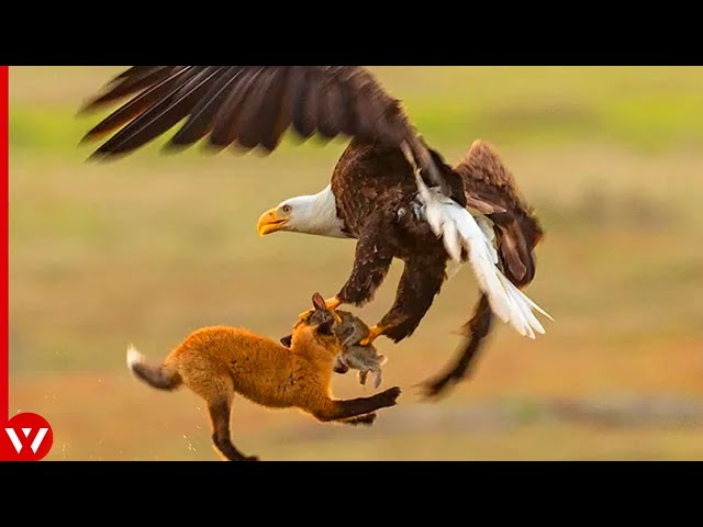 16 Best Eagle Attacks Caught on Camera mixdown
