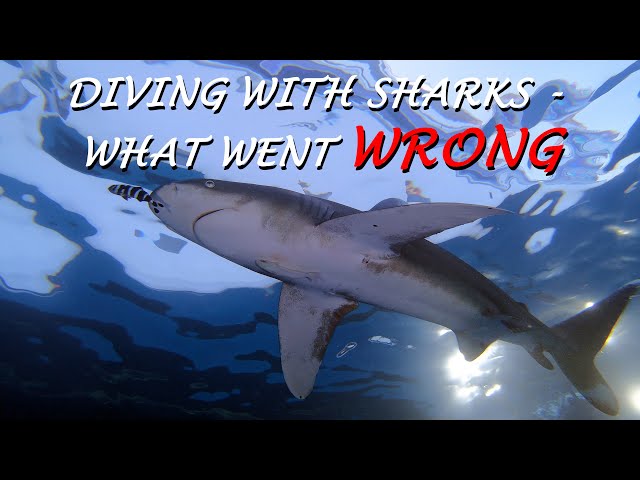 Diving with sharks - What went wrong? Well, many things...