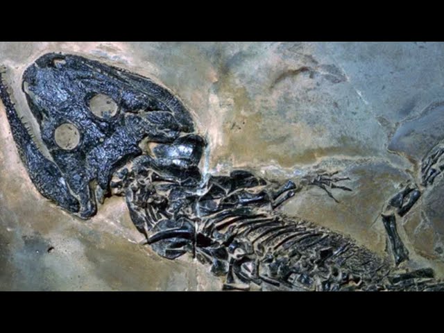 The Tragic Truth About The Permian Mass Extinction