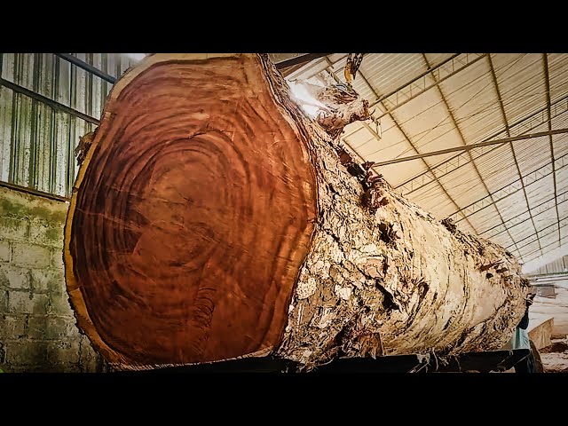 Most expensive in the archipelago || Monster-sized wood worth 1 billion was sawed by a sawmill