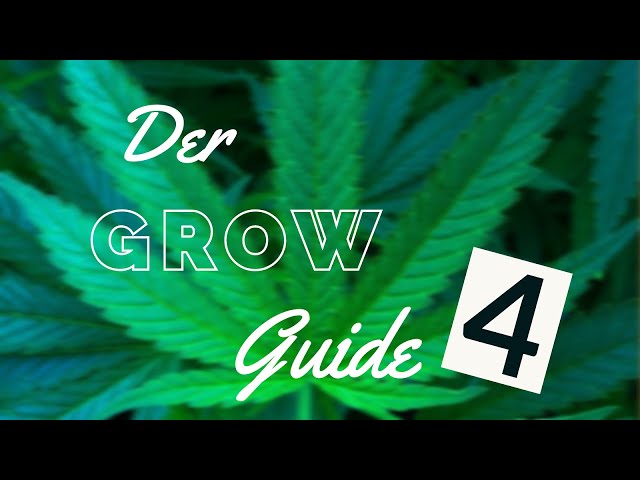 Indoor Growing Guide [04]  Cannabis Anzucht