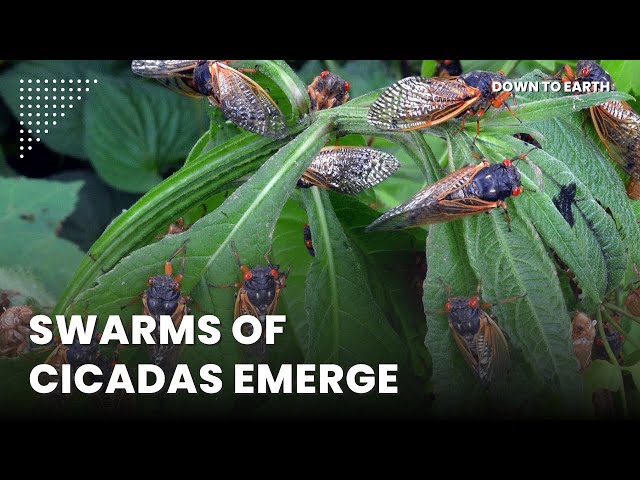 The emergence of cicadas in 2024 will rewire ecosystems