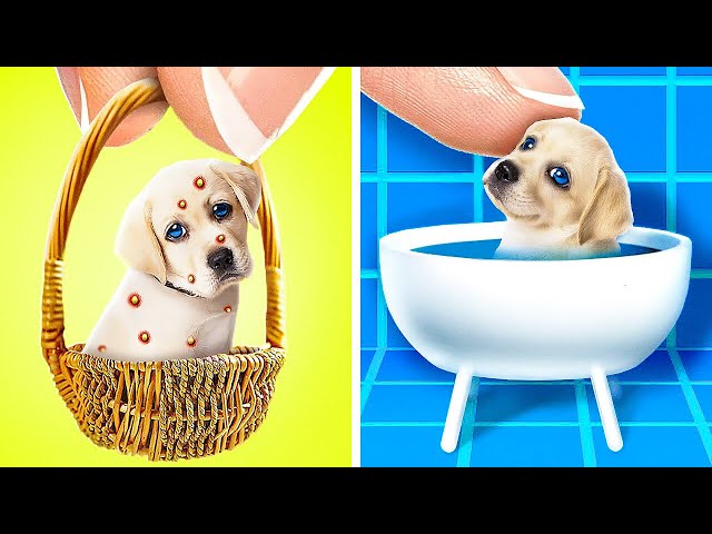 Save the Tiny Puppy! Poor vs Rich vs Giga Rich Hacks for Pet Owners | Extreme Pet Rescue by TeenVee