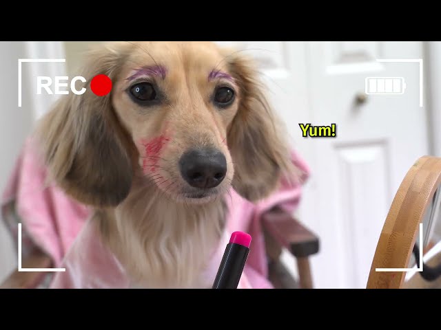 Ep#10: Ain't No Puppy No More! - Daphne’s Vlog (Cute Dachshund Video!)