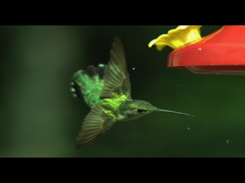 Hummingbird Aerodynamics- High Speed Video - Smarter Every Day 27