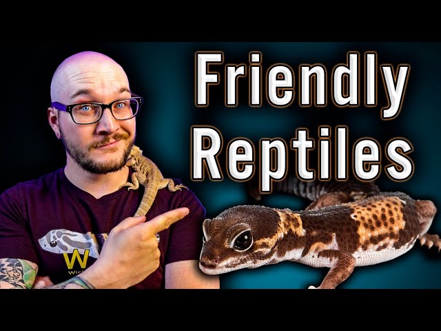 Top 5 Friendliest Reptiles | No Biting, No Scratching, All Love