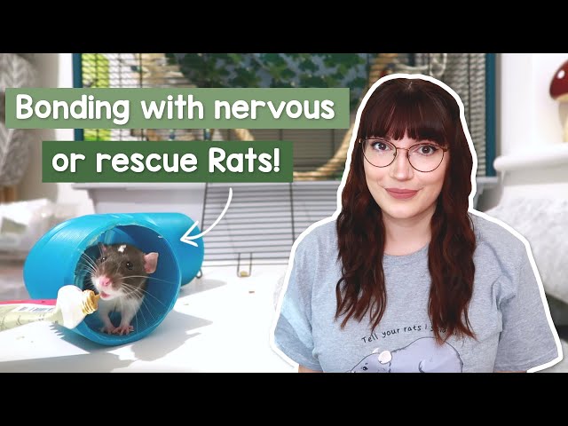 Bonding with nervous / rescue Rats | Their first week home