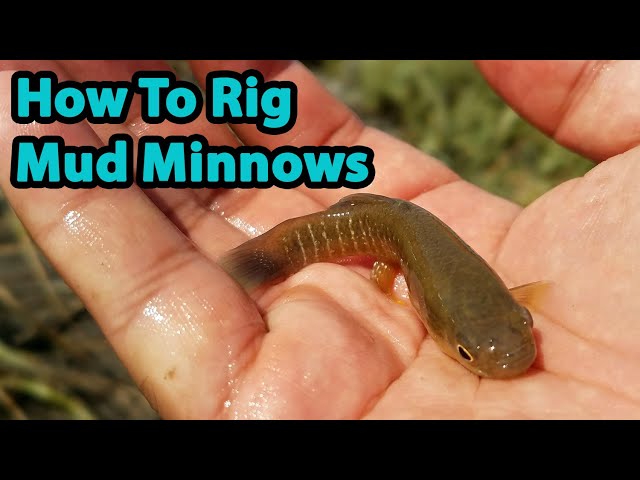 2 Best Ways To Rig Mud Minnows (For Redfish, Trout & Flounder)