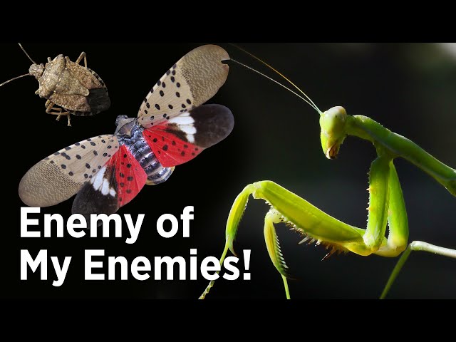 Praying Mantis for Stink Bug & Spotted Lanternfly Pest Control in Gardens (Mantis vs Hummingbird?)