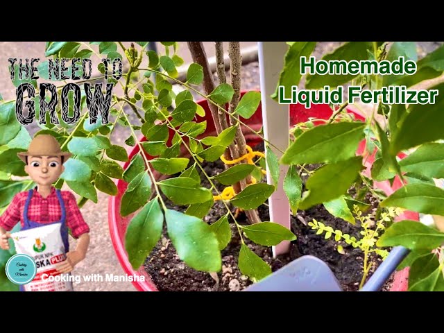 Magical homemade fertilizer for your Curry leaves plant to make healthy and bushy |#tipsandtricks
