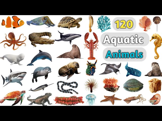 Aquatic Animals Vocabulary ll 120 Aquatic Animals Name in English with Pictures ll Water Animals