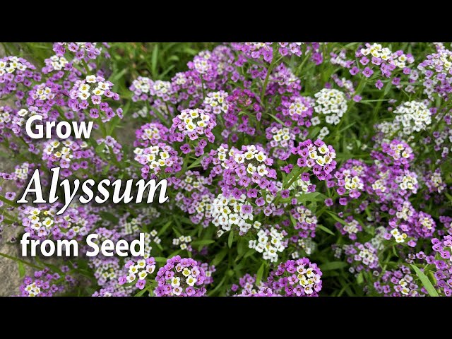 How to Grow Alyssum from Seed | An Easy Planting Guide