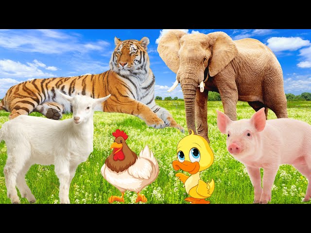 Cute little animals - Duck, Chicken, Pig, Goat - Familiar animals