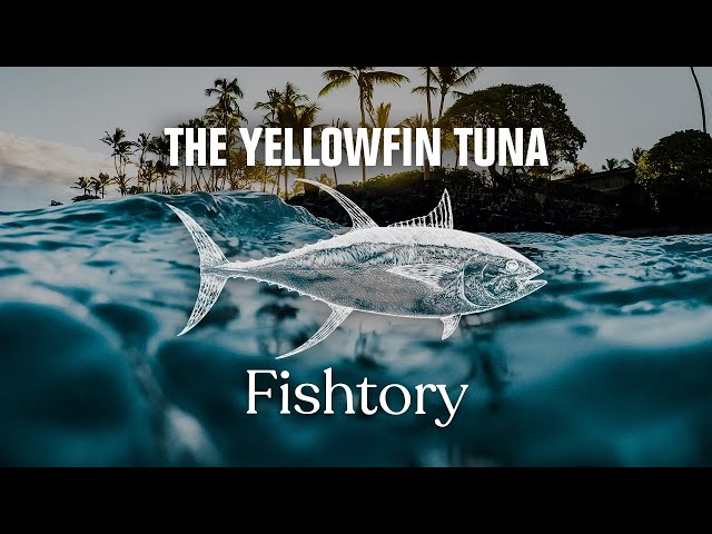 Catching Yellowfin Tuna: Everything You Need To Know | Fishtory